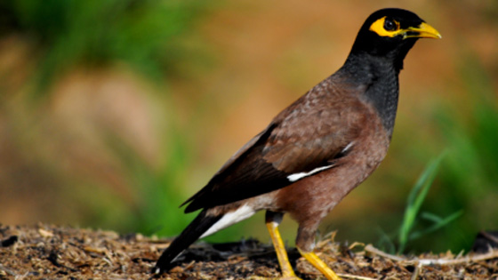 myna