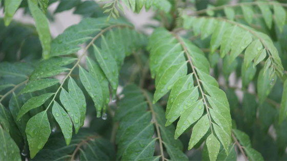 curry leaves