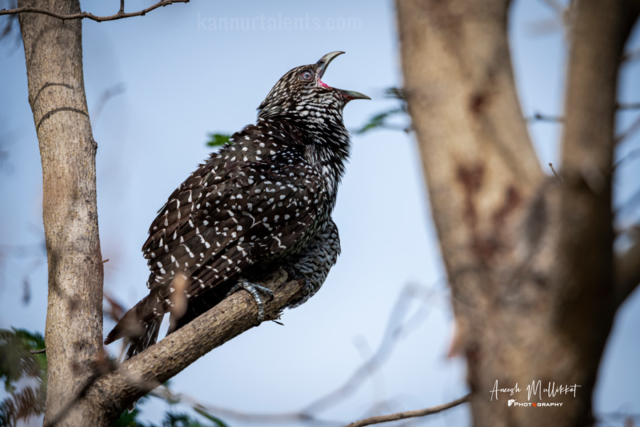 asian koel