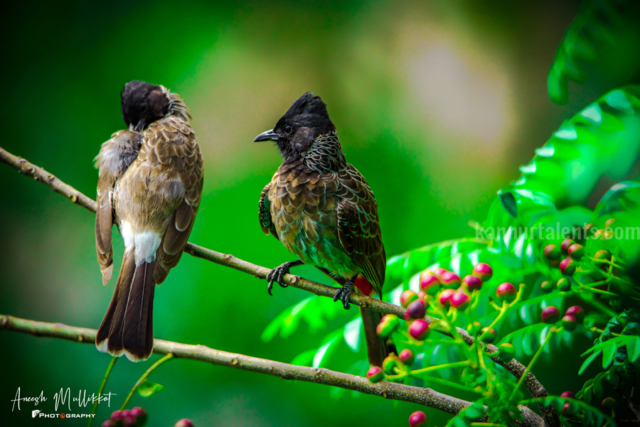 Red vented Bulbul