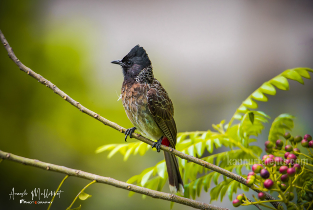 Red vented Bulbul