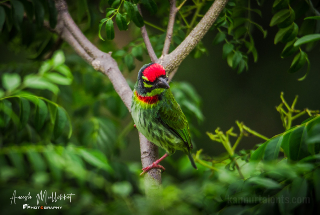 Coppersmith Barbet