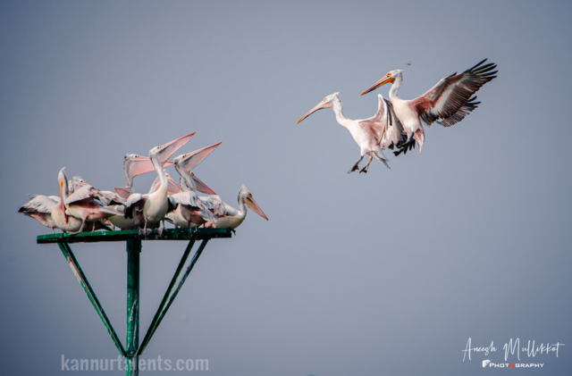 Great White Pelican