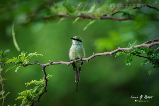 Green Bee-eater