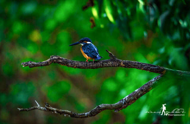 Kingfisher