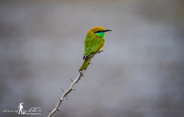 Green Bee-eater