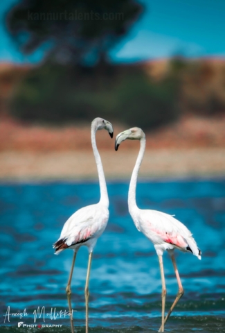 Greater Flamingo