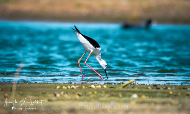 Black winged Stilt