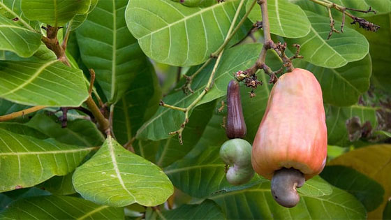 cashew nut tree