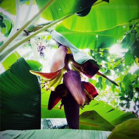 banana flower