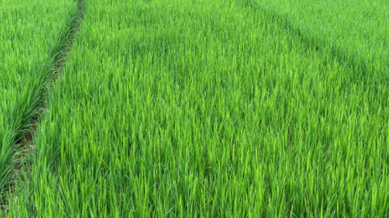 paddy field