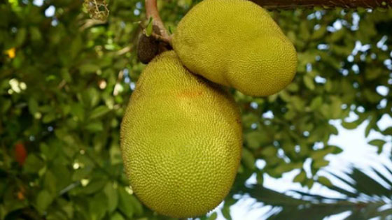 jackfruit