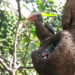 Bird feeding its chicks