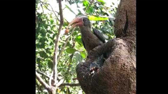 bird feeding chicks